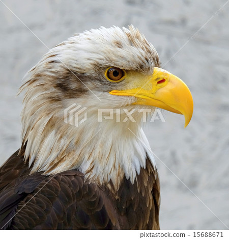 Detail of Bald Eagle (haliaeetus leucocephalus) Detail of Bald Eagle (haliaeetus leucocephalus) 15688671
