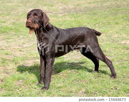 Bohemian wire-haired Pointing Griffon dog 15688673