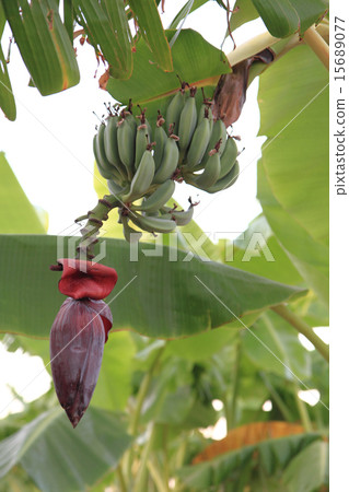 banana plant.. 15689077