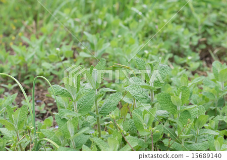 蘋果薄荷 蘋果薄荷 15689140