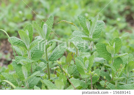蘋果薄荷 15689141