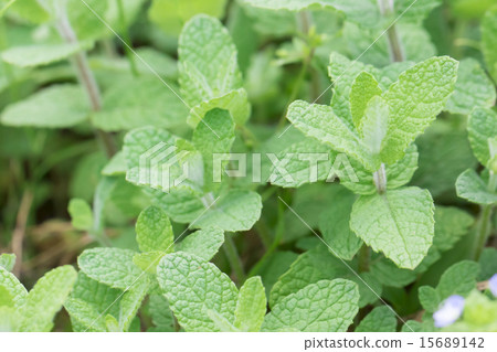 蘋果薄荷 15689142