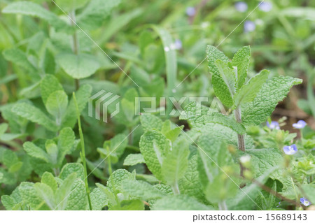 蘋果薄荷 15689143