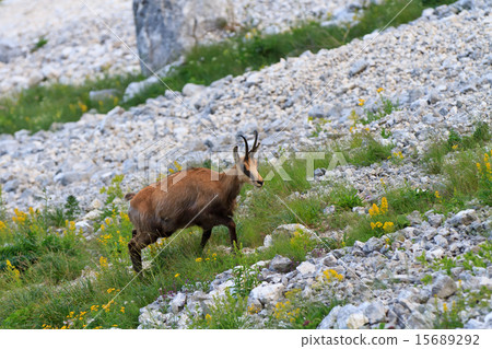 chamois (Rupicapra Carpatica) 15689292