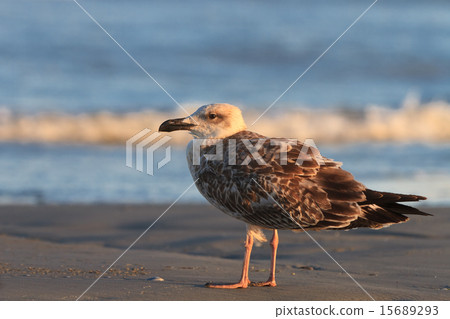 seagull 15689293