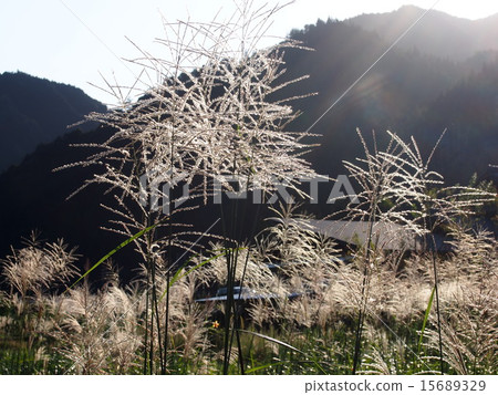 Mountain's Susuki 15689329