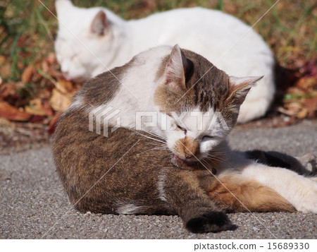 Cat grooming while grooming 15689330