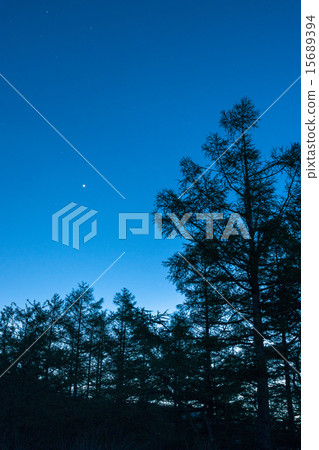 Forest wrapped at night Forest wrapped at night 15689394