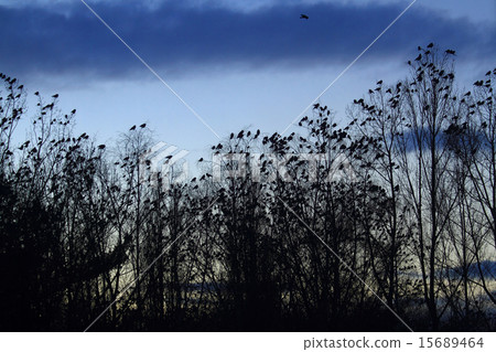 crows on the sky crows on the sky 15689464