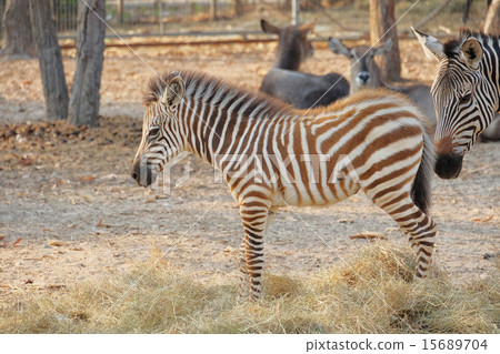 Zebra portrait 15689704