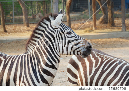 Zebra portrait 15689706