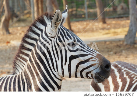 Zebra portrait 15689707