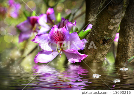 Flower Bauhinia and simulation of water 15690216
