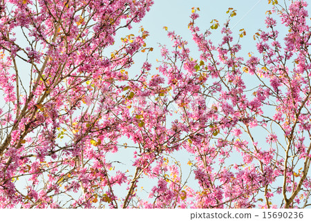 Natural pattern of flowers Judas tree 15690236