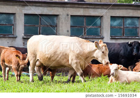 callves and cows on dairy farm 15691034