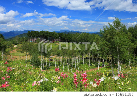 莉莉獵人山 15691195