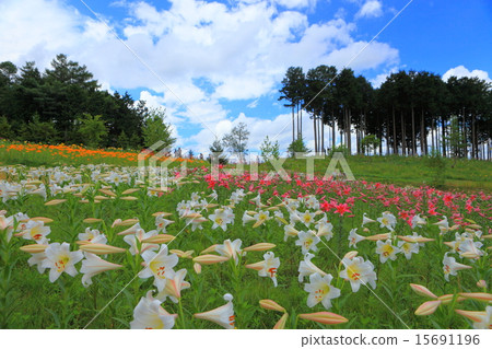 莉莉獵人山 莉莉獵人山 15691196