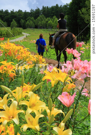 莉莉獵人山 15691197