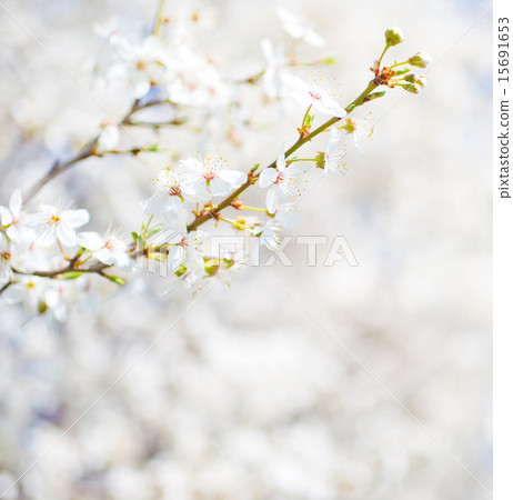 nature background 15691653