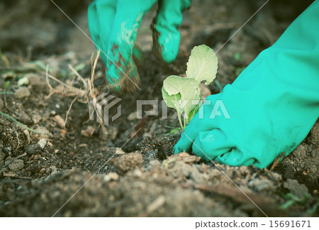 planting cabbage seedling in the vegetable garden planting cabbage seedling in the vegetable garden 15691671