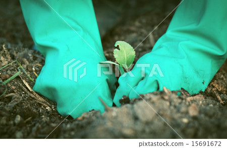 planting cabbage seedling in the vegetable garden planting cabbage seedling in the vegetable garden 15691672