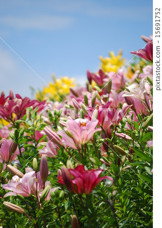 百合花 15691752