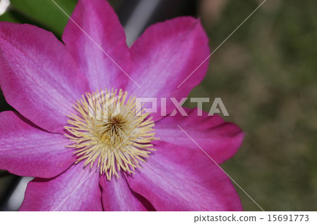 Persimmon · Clematis flower 15691773