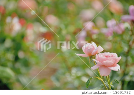 開花在明亮的陽光下的玫瑰 開花在明亮的陽光下的玫瑰 15691782