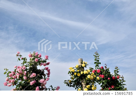 複製開花在明亮的陽光下的玫瑰色和藍天空間 15691785