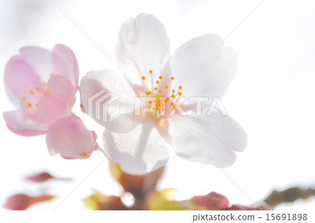 Cherry Blossoms	 15691898