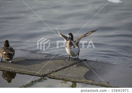 A sparrow A sparrow 15691971