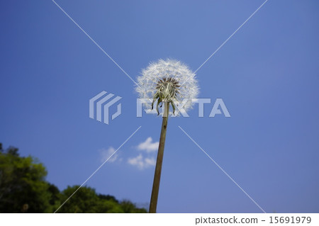 蒲公英的種子 15691979