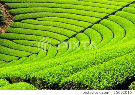 宇治茶鎮涼茶田 15692010