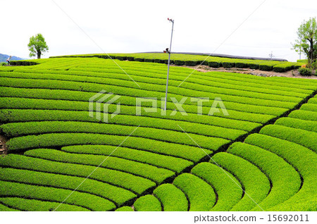 宇治茶鎮涼茶田 15692011