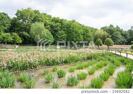 北山公園和Yatsukuniyama綠地（水平位置） 15692082