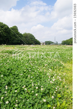 北山公園的白色帆船（垂直位置） 15692083