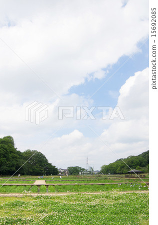 Kitanoyama公園鳶尾葡萄（垂直位置，充滿天空） 15692085
