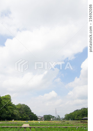 北山公園的鳶尾花（垂直位置，幾乎是空的） 15692086