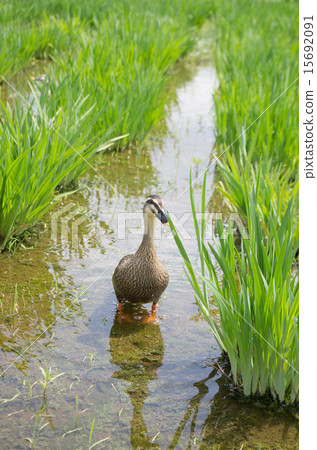 北山公園的Karigamo（垂直位置，1隻鳥） 15692091