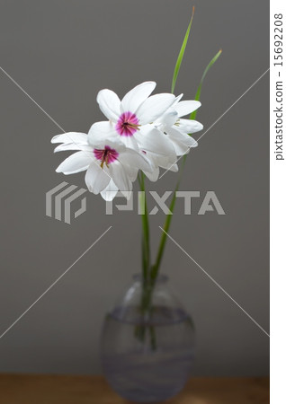 Ixia Ixia 15692208