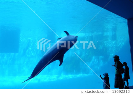 Aquarium for Parents and Children | The Graceful Swimming of Dolphins Aquarium for Parents and Children | The Graceful Swimming of Dolphins 15692213