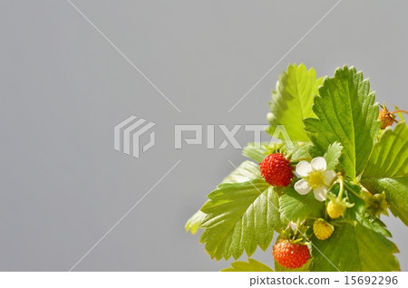 野草莓 15692296