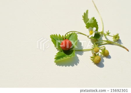 野草莓 15692301
