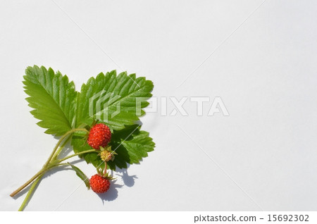 野草莓 15692302