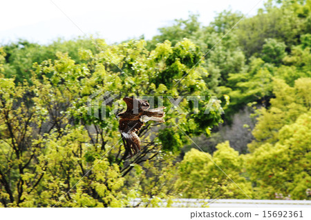 Grab the jellyfish and fly low altitude Grab the jellyfish and fly low altitude 15692361