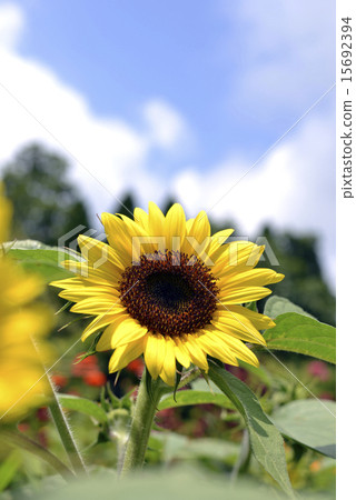 向日葵垂直 15692394