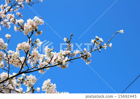 Cherry Blossoms Cherry Blossoms 15692445