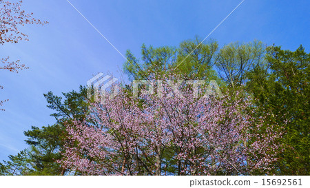 Shinshu's fresh green and blue sky 15692561