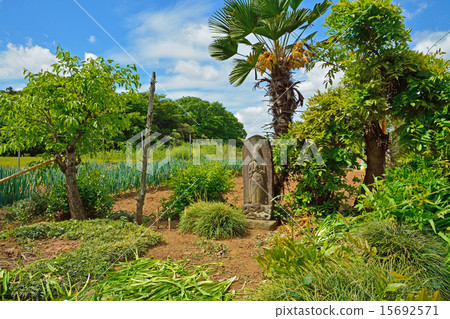Mine Numeral Field: A scenery with Jizo treasure at Katoyanagi Mine Numeral Field: A scenery with Jizo treasure at Katoyanagi 15692571