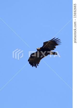 Colorful eagle Colorful eagle 15692665